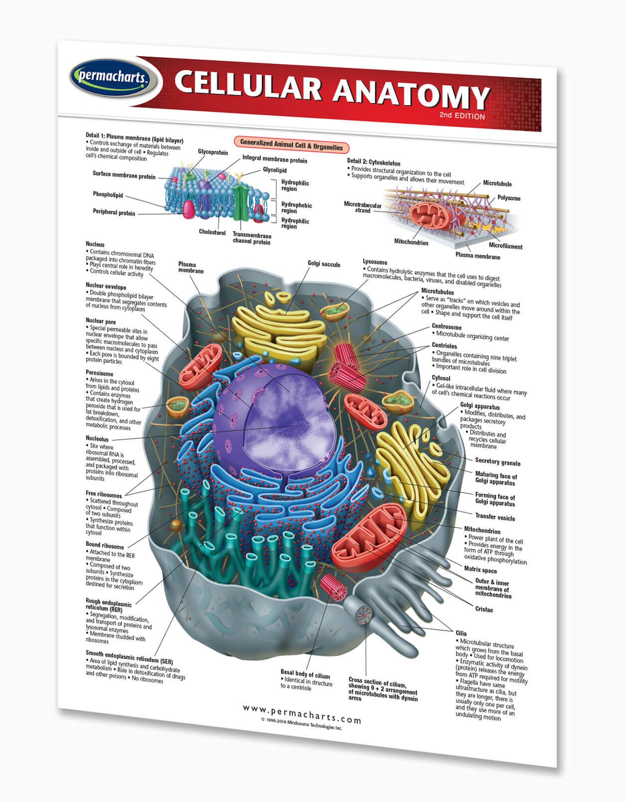 Cellular Anatomy Guide - 2-page, 8.5" x 11" Laminated Biology Quick Reference Guide by Permacharts