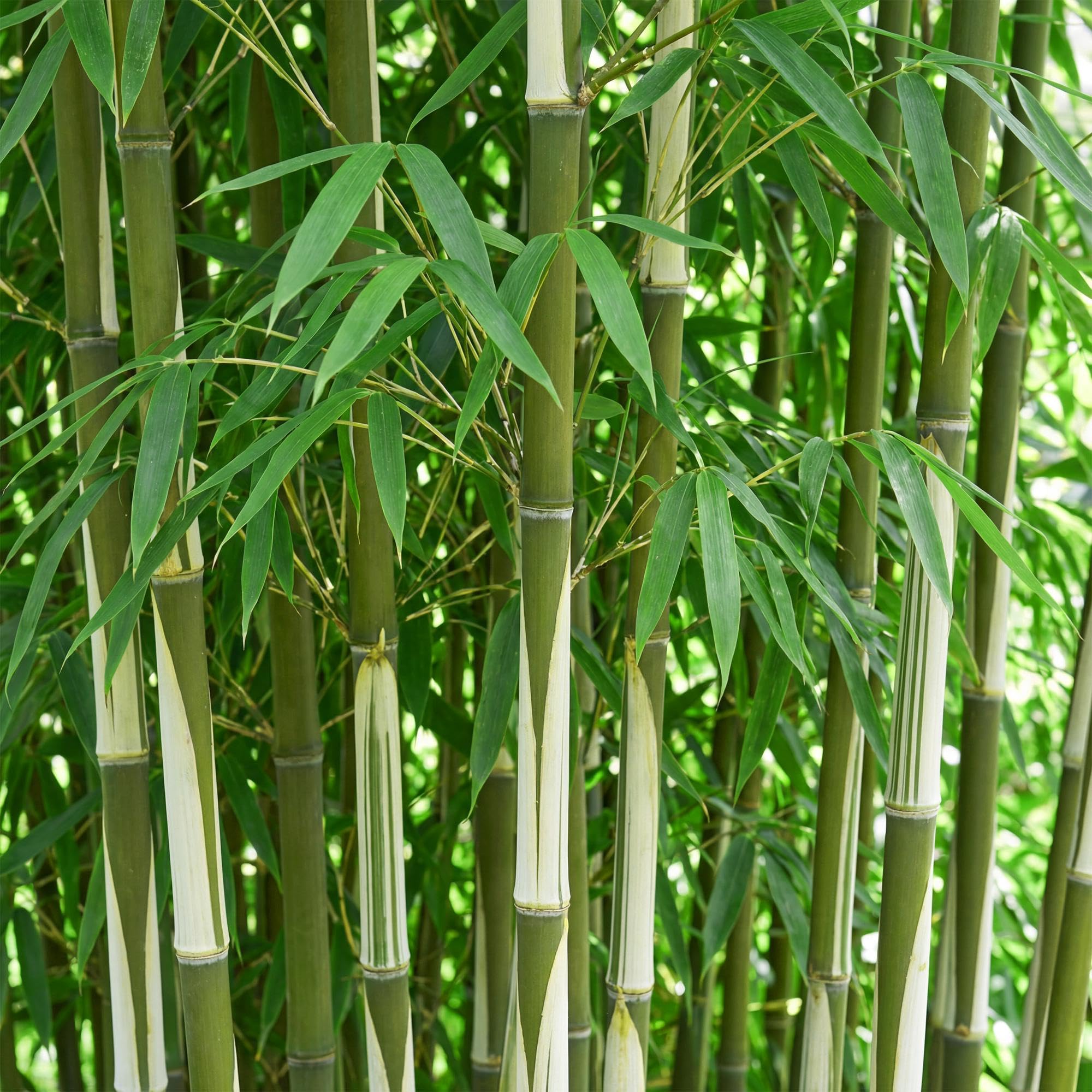 Green boutiQ - Bambou - Fargesia robusta Pingwu - Persistant - Non Envahissant - Vert - 12 Plantes - Pot 14cm - Hauteur 35cm
