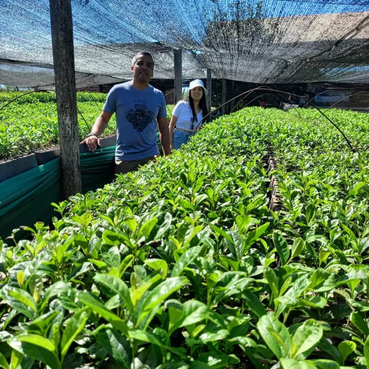 Pajarito Yerba Maté Linen 6 kg (3x2kg) - Maté de Paraguay | Boisson détoxifiante et énergisante