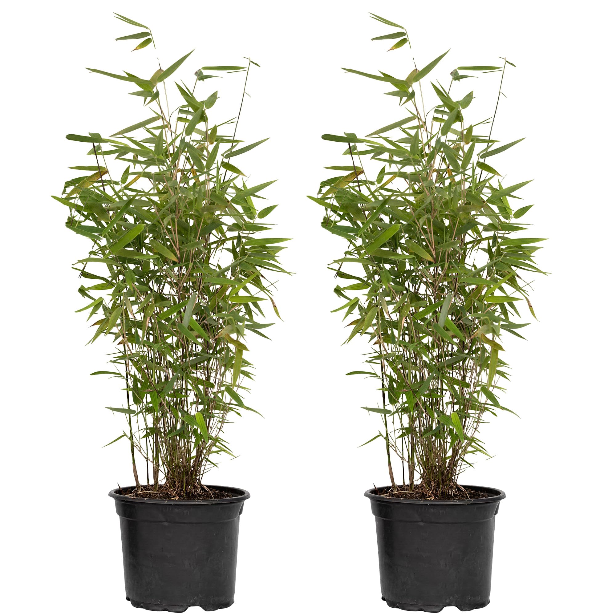 2x Bambù Fargesia Frosttip - Pianta Sempreverde Rustica da Siepe - Non Invasivo Cespuglioso per Privacy - Fogliame Decorativo per Giardino e Vaso (40-50 cm con Vaso 14cm)