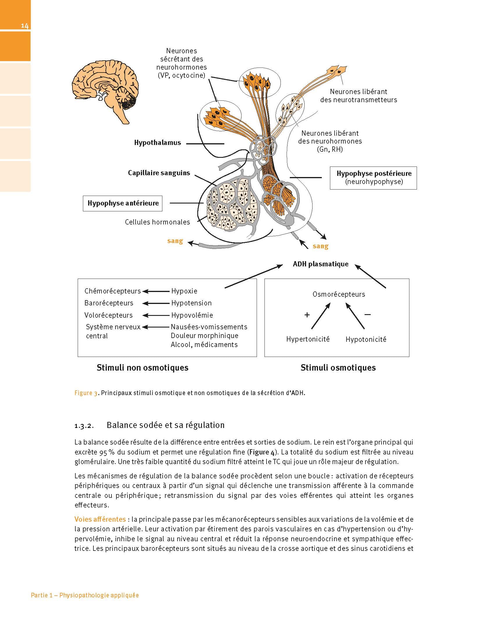 Manuel de nutrition, métabolisme et pathologies digestives appliqués en anesthésie-réanimation et médecine péri-opératoire