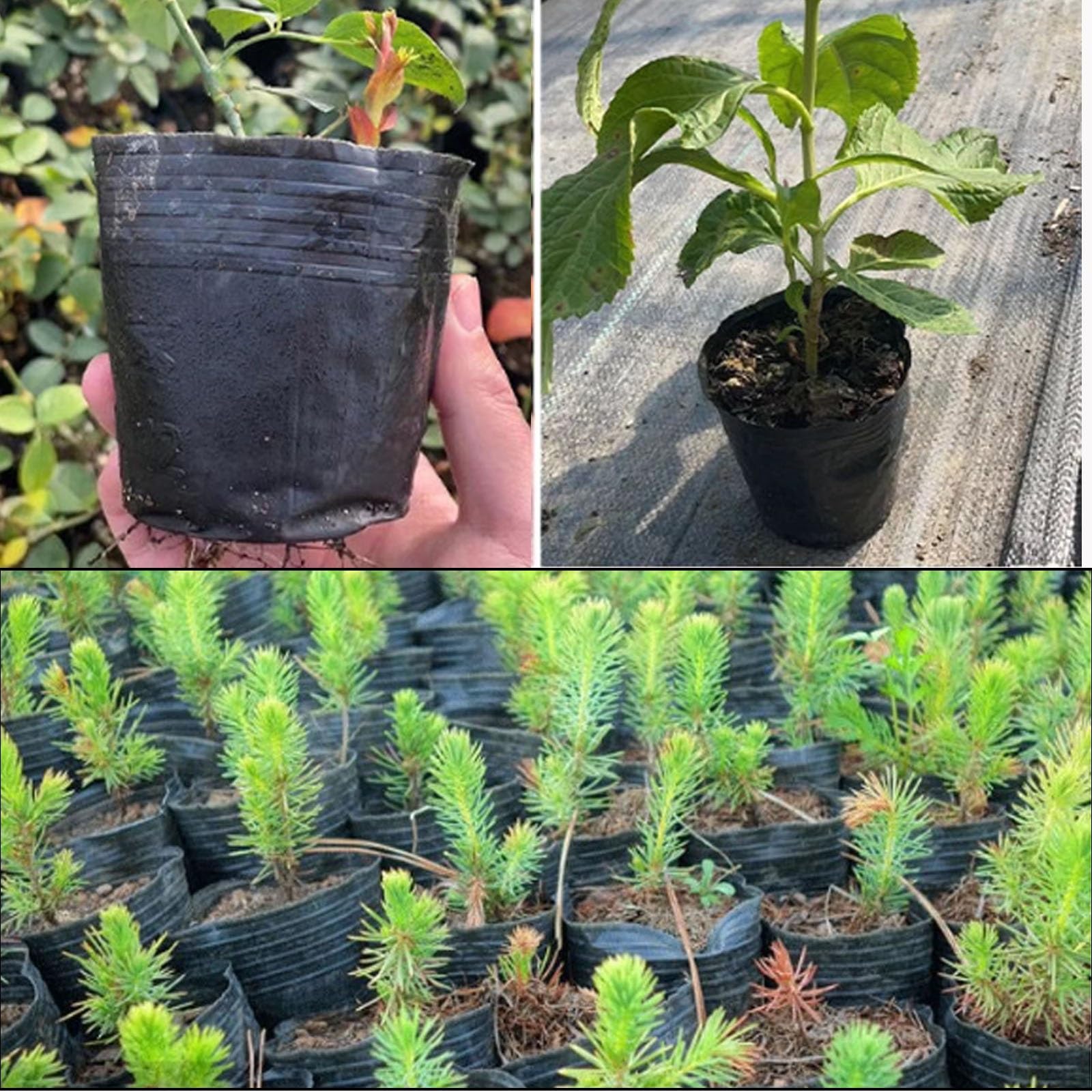 Godets de Semis Plastique Noir 10/5/3/1 Gallon, Pots pour Semis avec Trous de Drainage, Multiples Tailles pour Plantation Intérieur et Extérieur(5 gallons 20pcs)