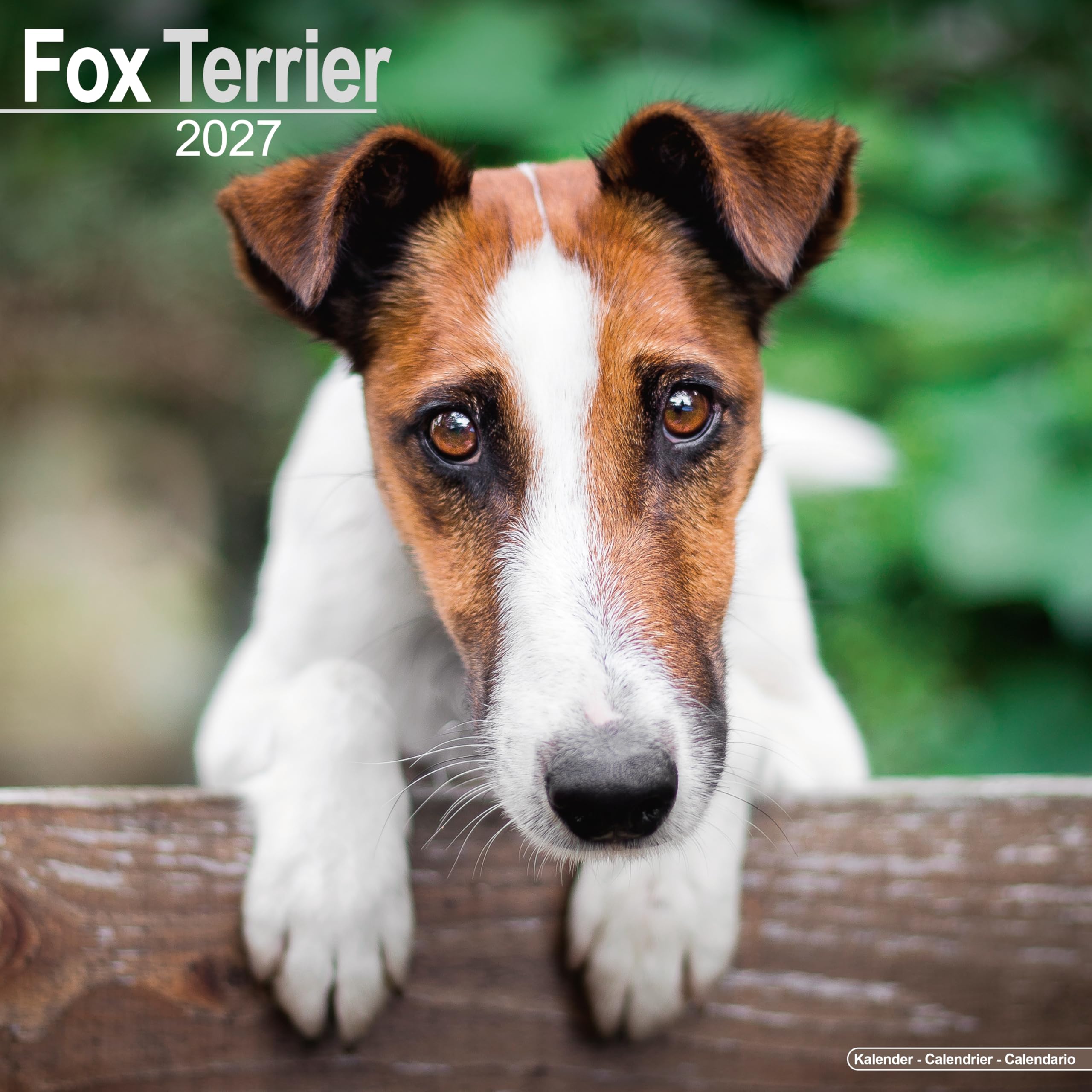 Fox Terrier 2027 Calendar | Square Wall Calendar | Dog Breed Gift | Plastic Free Packaging | by Avonside Publishing