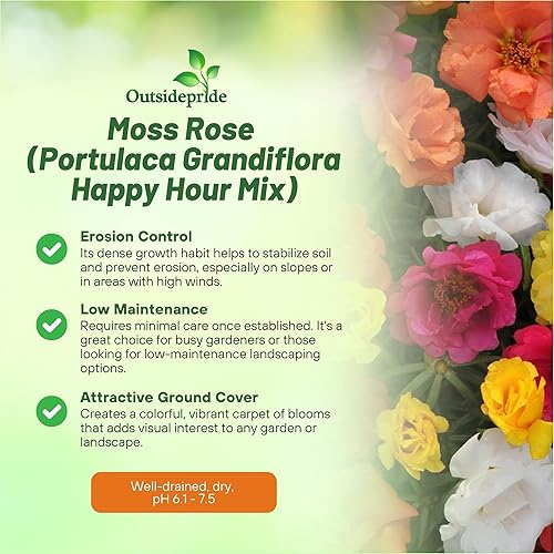 Miniatura 3 de Outsidepride Happy Hour - Semillas mixtas de rosa musgo, 500 piezas anuales, tolerantes a la sequía y al calor, semillas de cobertura del suelo