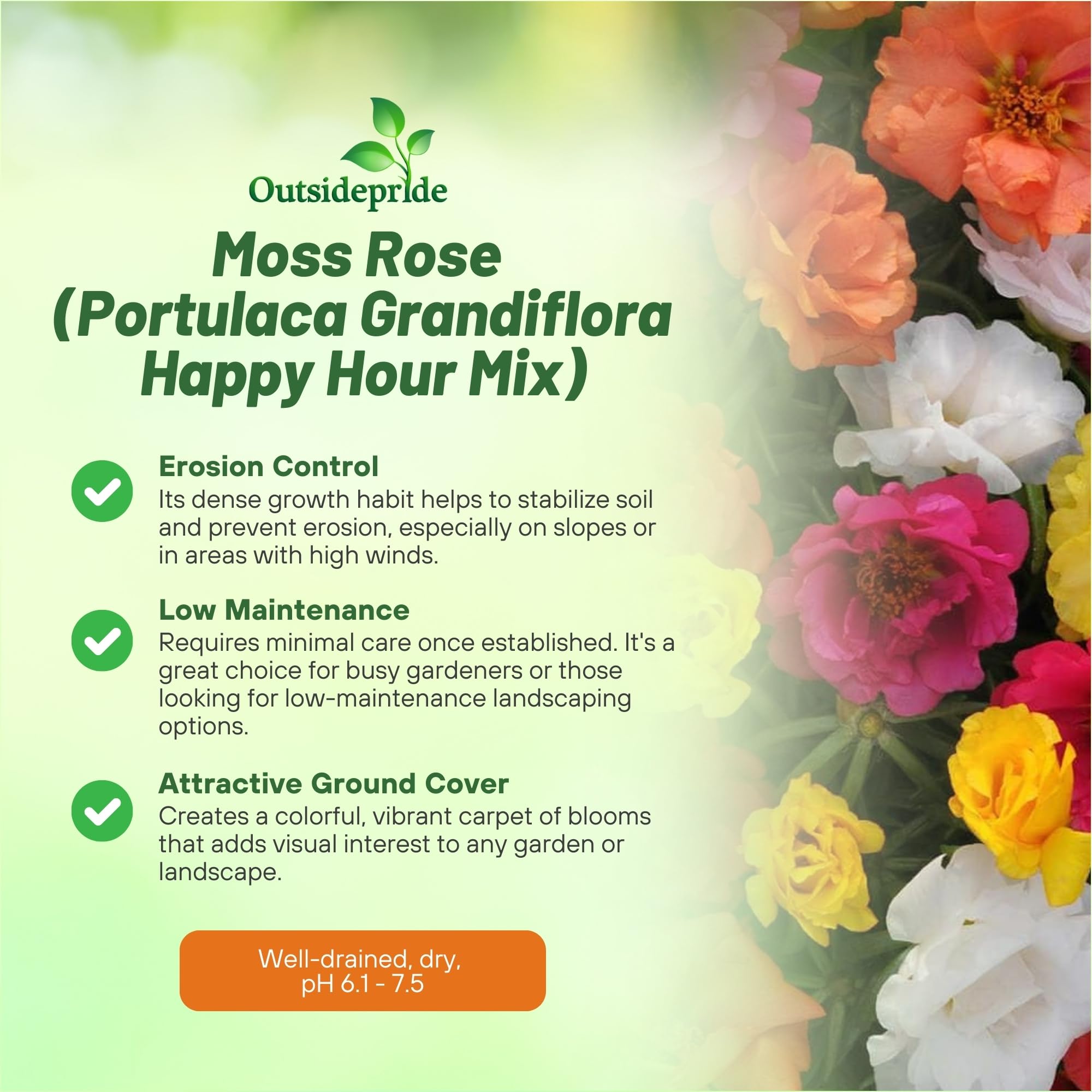 Rosiers Tige Seeds 50ct By Rose Moss Seed, Mixed Rose Moss Seed Plants For Sale