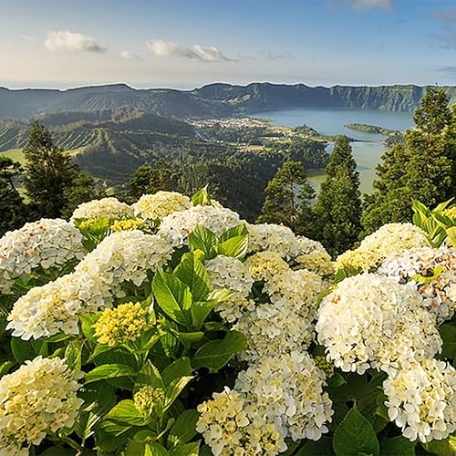 Miniatura 7 de QAUZUY GARDEN Hortensia - 5 semillas de hortensia amarillas, llamativas, resistentes y de rápido crecimiento perenne, planta de jardín, acento
