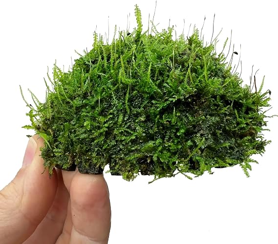 Half Coconut with Moss - an Easy Growing Aquatic Plant