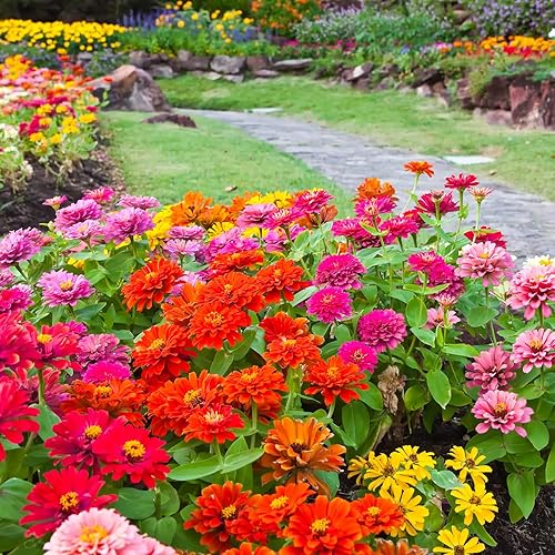 Earthcare Seeds Zinnia California Giant Mixed 500 Seeds (Zinnia elegans) Heiroom - Polinizado abierto
