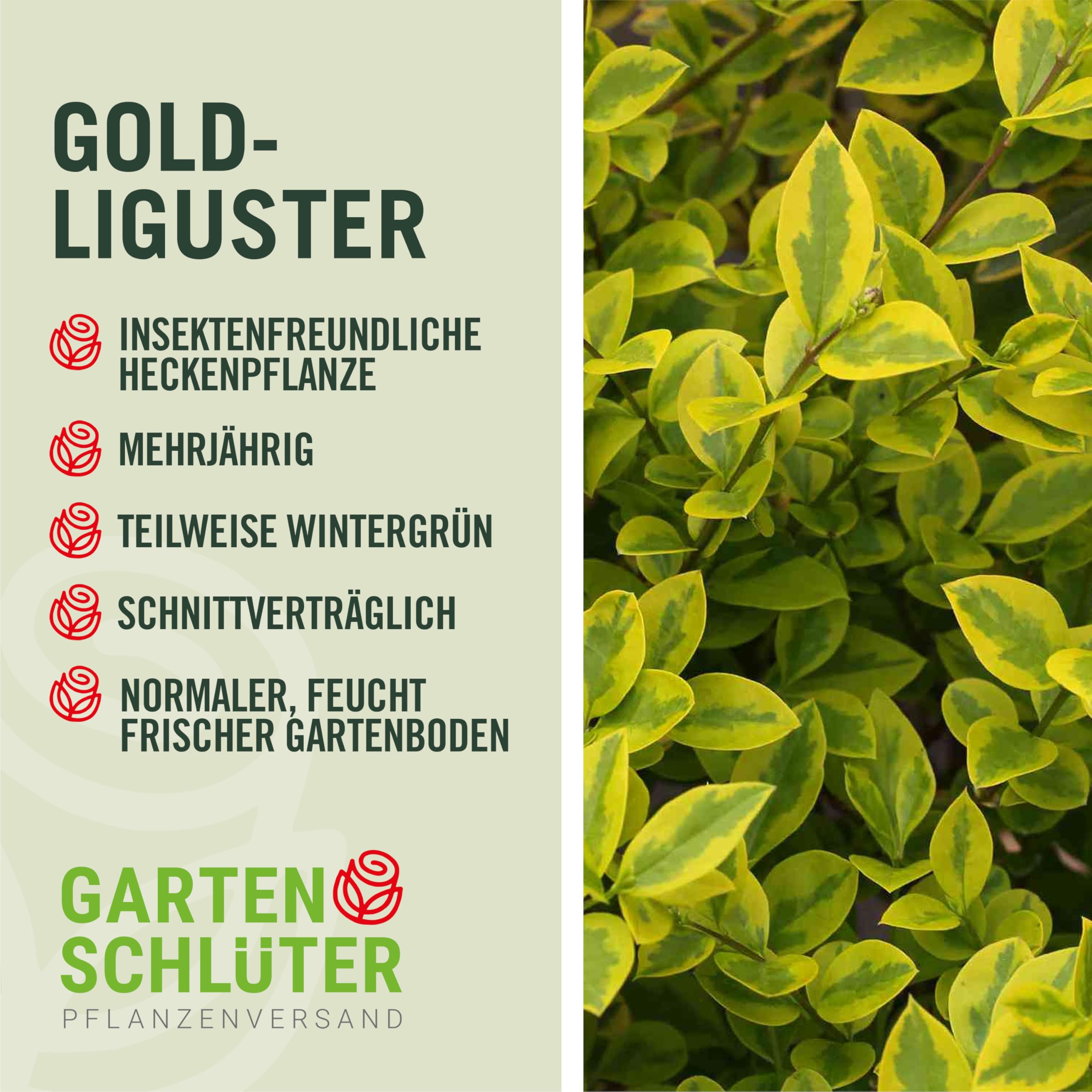 Garten-Schlter Gold-Liguster 'Aureum' Ligustrum ovalifolium, 60-80 cm  geliefert im 3 Liter Container - als Laubhecke - immergrn, winterhart,  gelbrandig, duftend, insektenfreundlich : Amazon.de: Garten