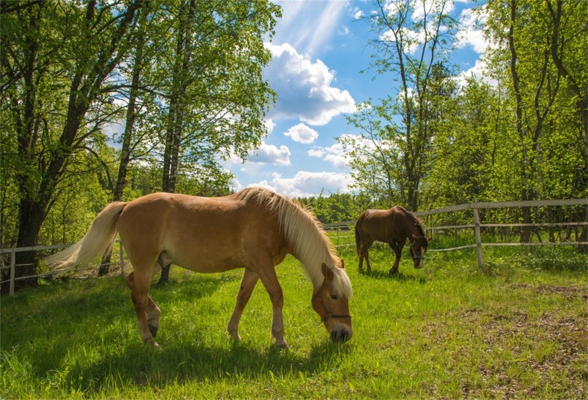 AOFOTO 7x5ft Horses in Paddock Backdrop Equestrian Rural Turkey Farm Photography Background Spring Pasture Scenery Meadow Summer Countryside Fence