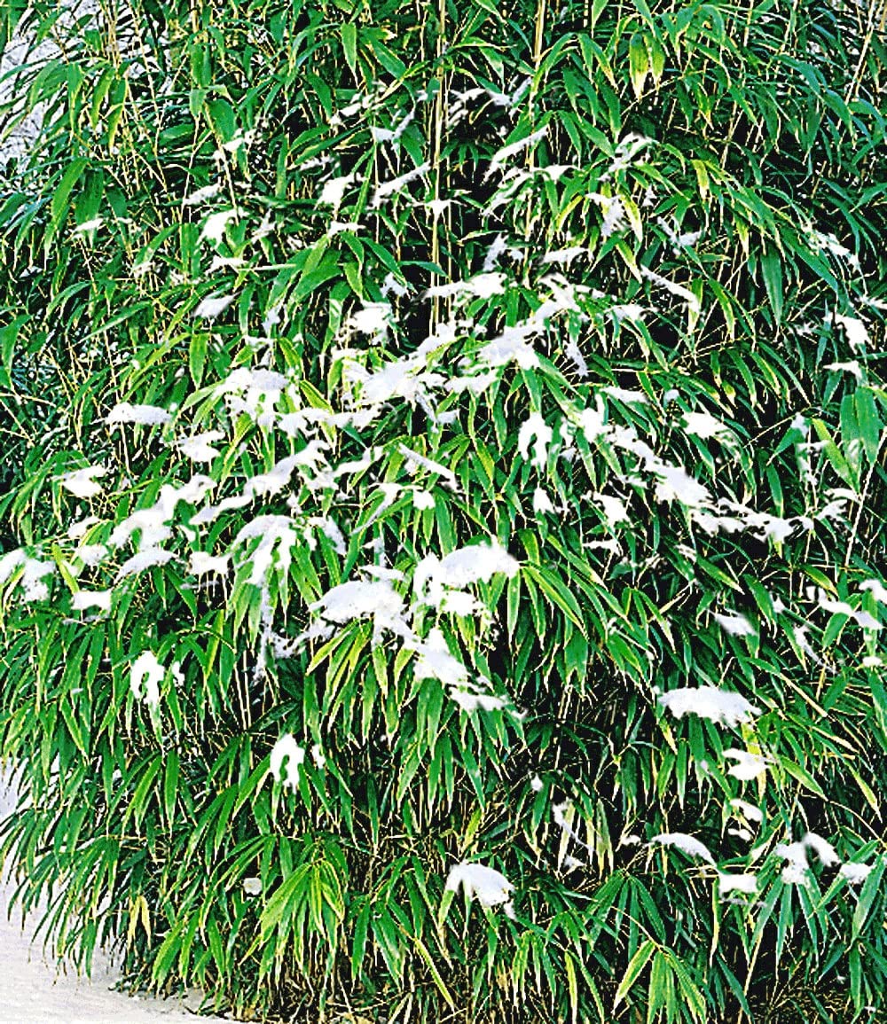 gummibaum sonnenbrand Gummibaum kaufen | Ficus elastica 'Robusta' main image 1