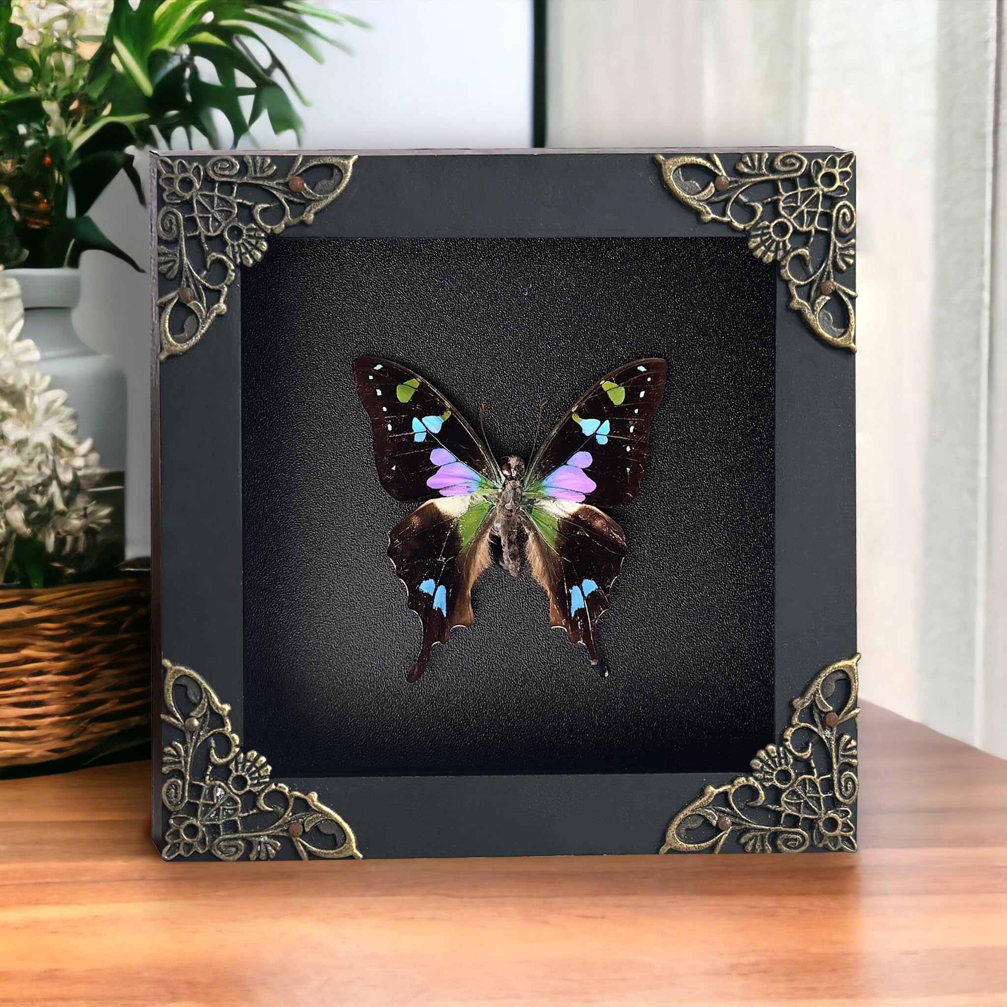 Real Graphium weiskei Framed Butterfly Blue & Green Wings Taxidermy Display Preserved Insect Unique Gifts Entomology Specimen Oddities Collection Vibrant Wall Art Home Decor Room K12-120-DE