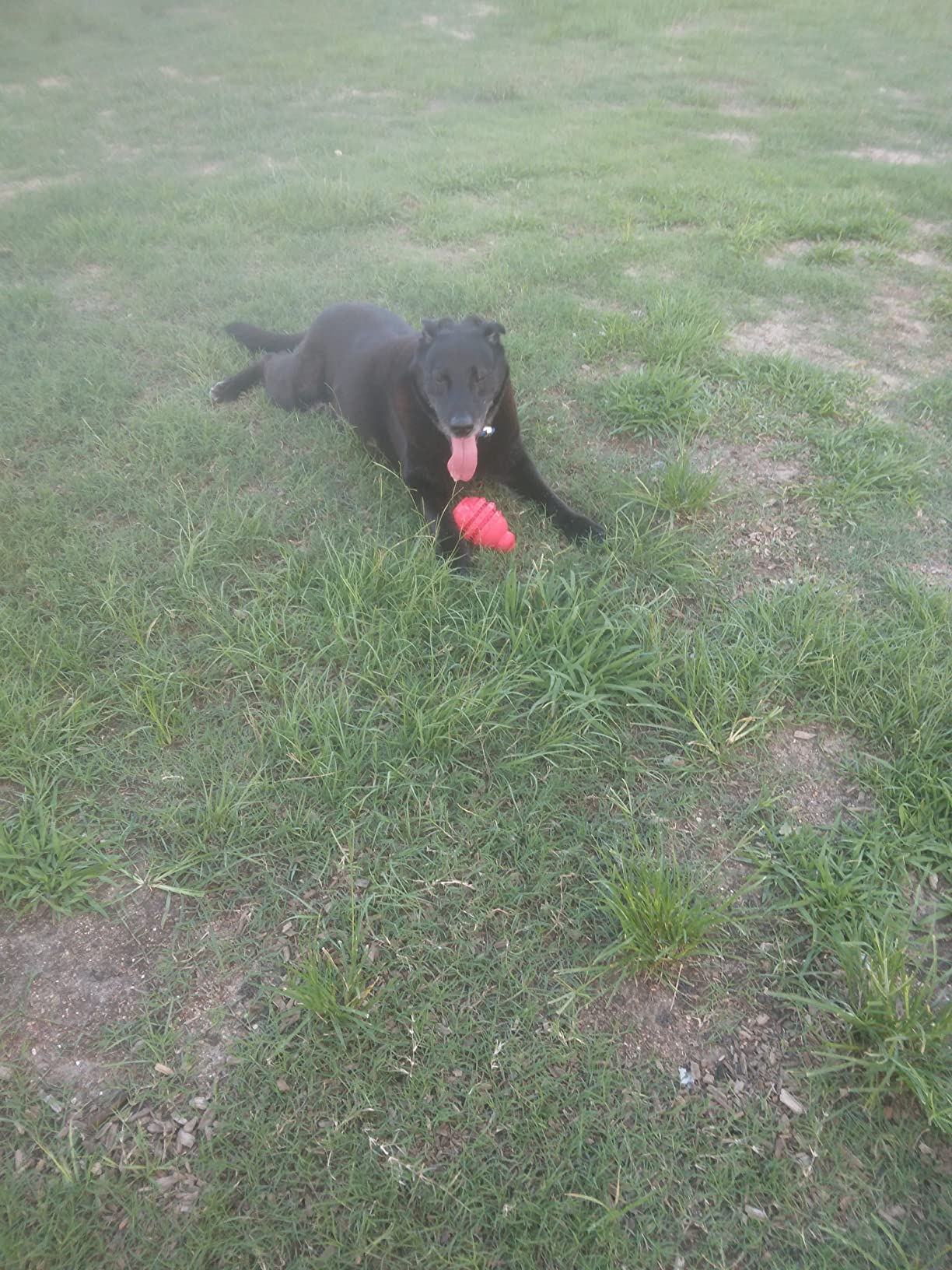 IAMS Proactive Health Minichunks Adult Dry Dog Food with Real Chicken, 30 lb. Bag photo review