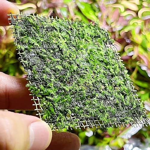 Greenpro  Alfombra de musgo Fissidens Nobilis - Plantas de acuario vivas en el centro para decoración de peceras