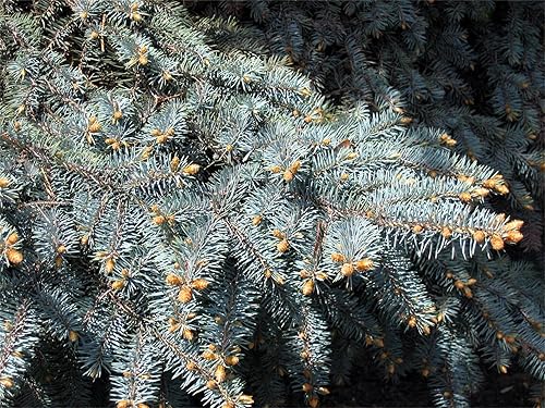 Semillas de árbol de plantas raras 50+ semillas de abeto azul de Colorado (Picea pungens glauca)
