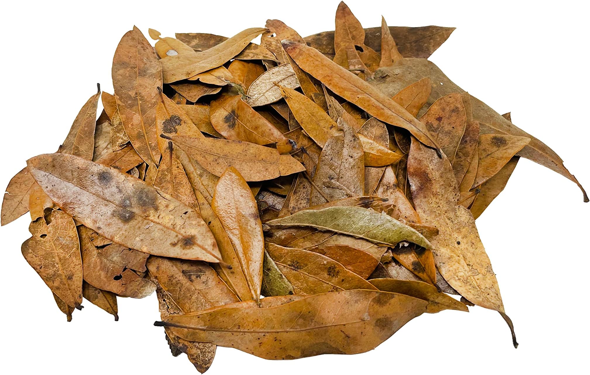 The Bio Dude Leaf Litter - Live Oak Litter - Great for bioactive terrariums, vivariums and Fish