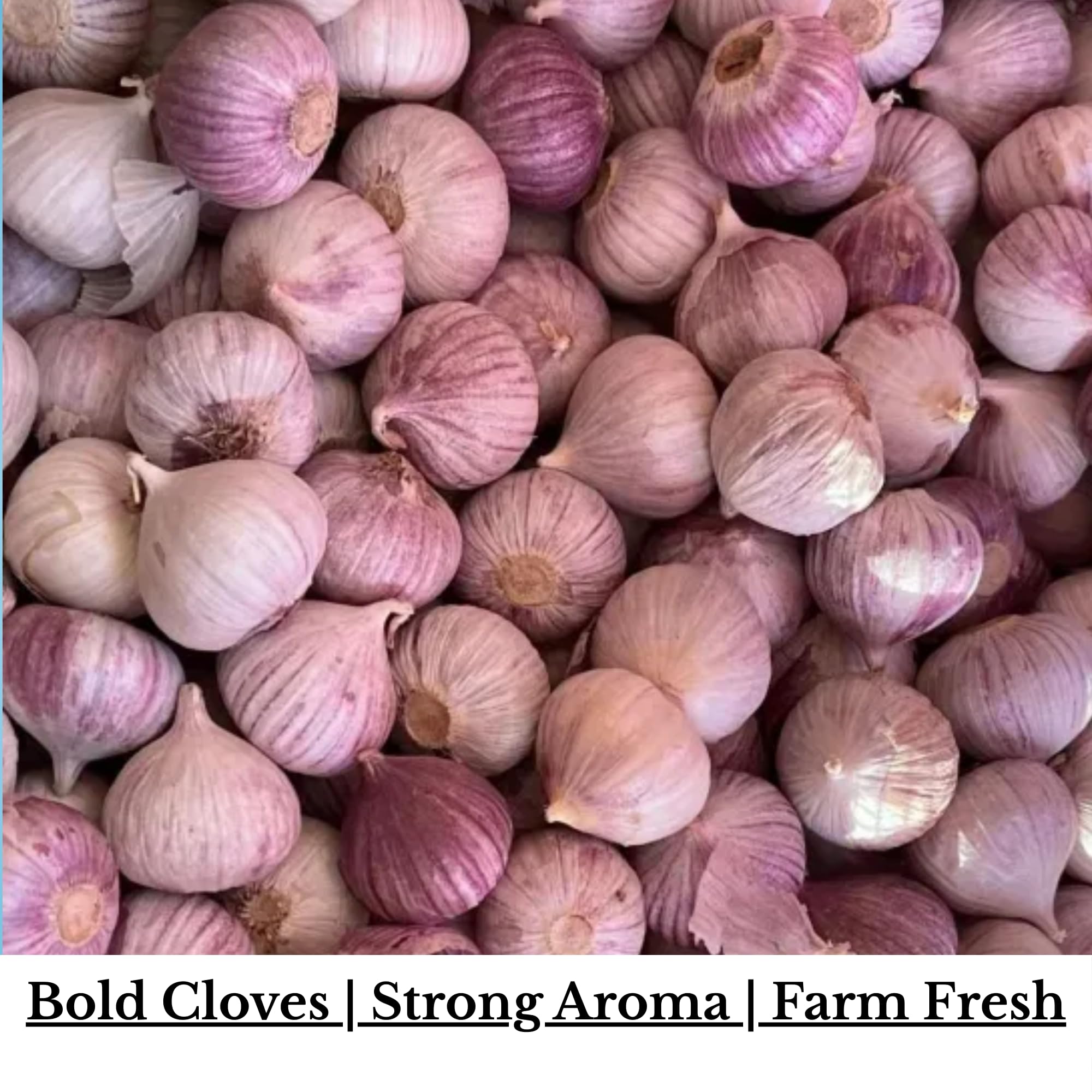 Aromatica India Single Clove Garlic 400gm (Ek Kali Lahsun) | Strong Aroma & Taste | Whole Solo Garlic — Amazon image 2