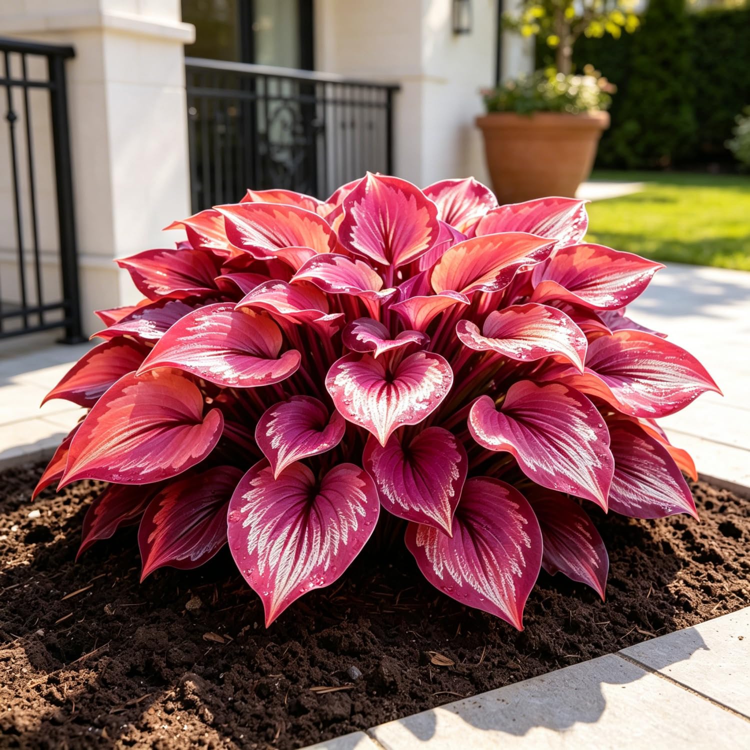 Hardy Hosta Bulbs for Current Planting UK,Stunning Display,Unique-15Bulbs-j