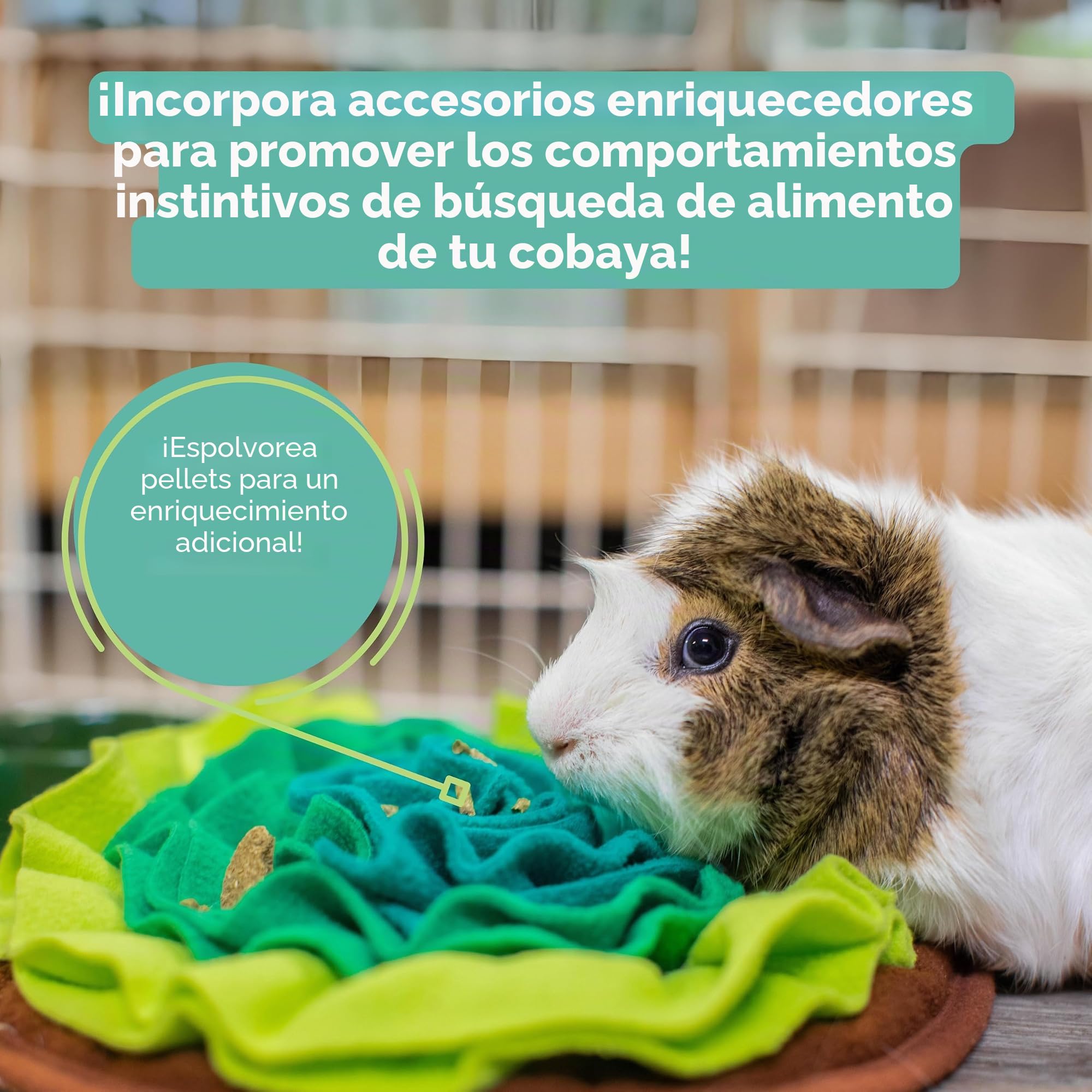 Petlife Oxbow Cavy Cocina Completa alimentación para Adultos Guinea Pig, 4,5 kg