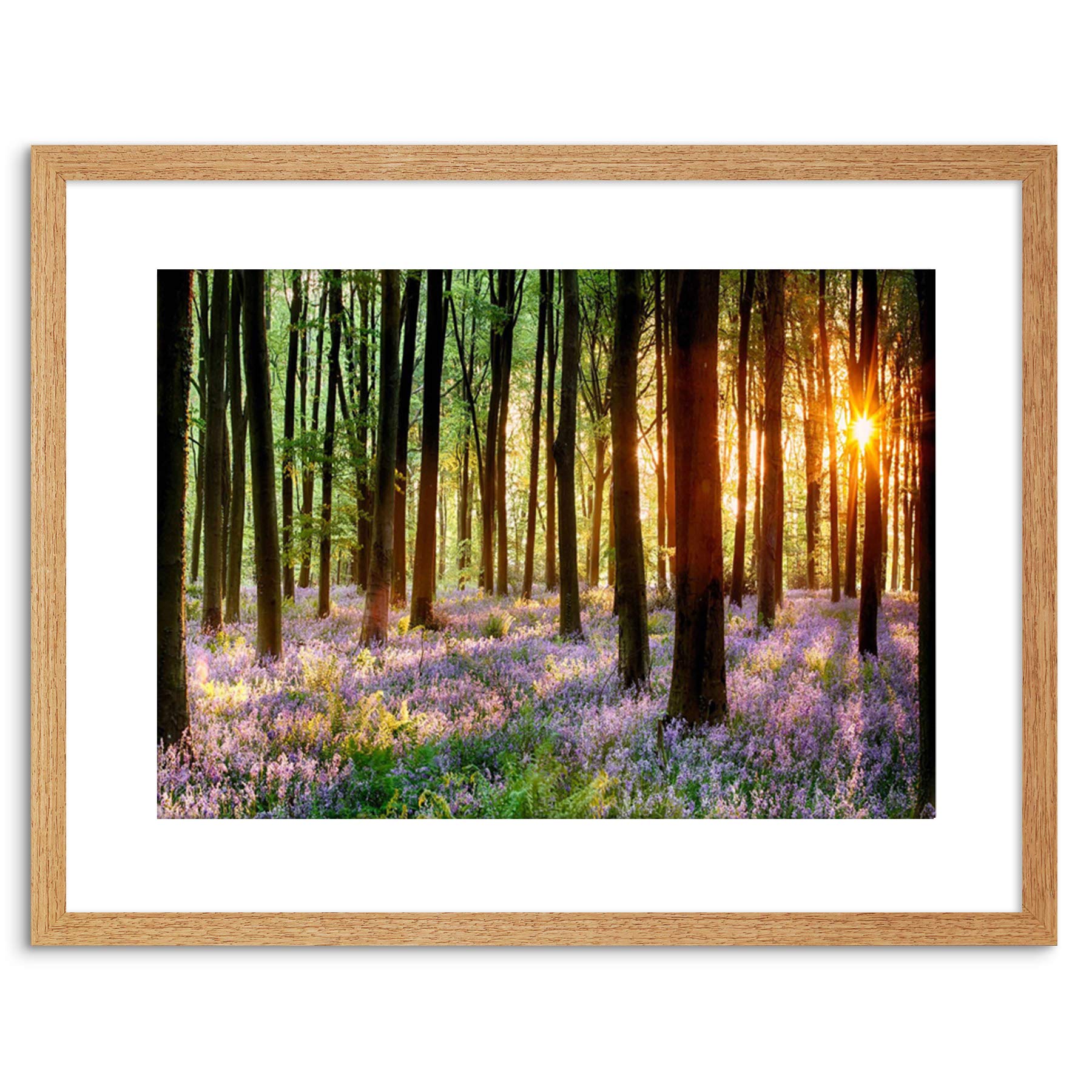 Wee Blue Coo Bluebell Wood Sunrise Trees Photo Framed Wall Art Print
