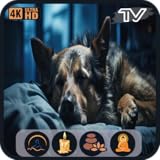 peleas perros animales salvajes 📺 Imágenes suaves y tranquilas, ideales para que las vea tu mascota.