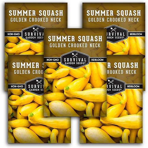 Miniatura 6 de Semilla de calabaza Crookneck para plantar, 1 paquete con instrucciones para cultivar calabaza de verano amarilla de cuello torcido en el huerto de