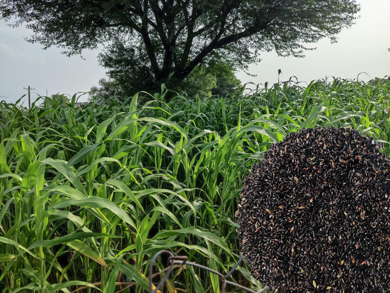 EasySeeds™ Super Napier Grass Seeds,Elephant Grass Seeds 1kg (B0CD2SJV1Z) Amazon Price History, Amazon Price Tracker
