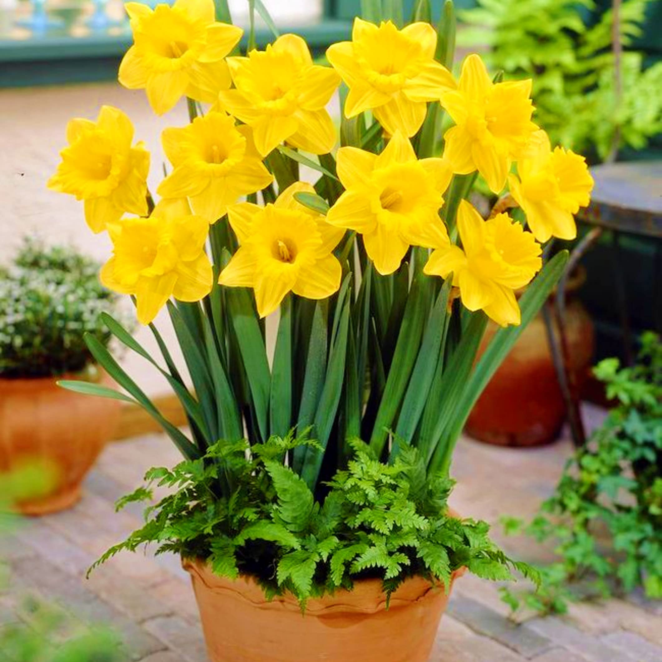 Tim Tim Agro Yellow Daffodil Dutch Master � Pack of 5 Flower Bulbs (B09K6JDMN4) Amazon Price History, Amazon Price Tracker