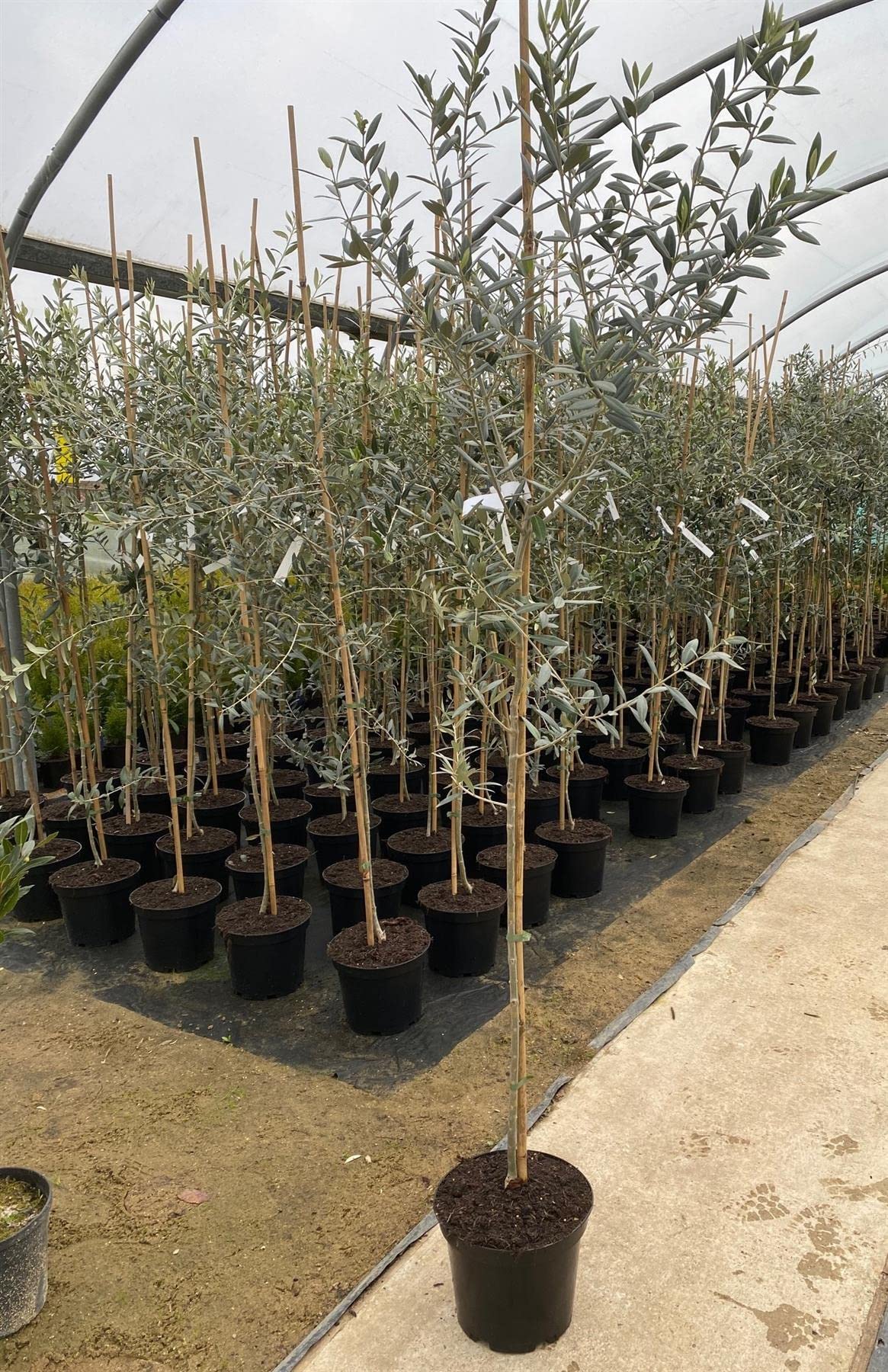 Large Olea Europaea Olive Tree 4-5ft Tall Supplied in a 7.5 Litre Pot by DirectPlantsβ’