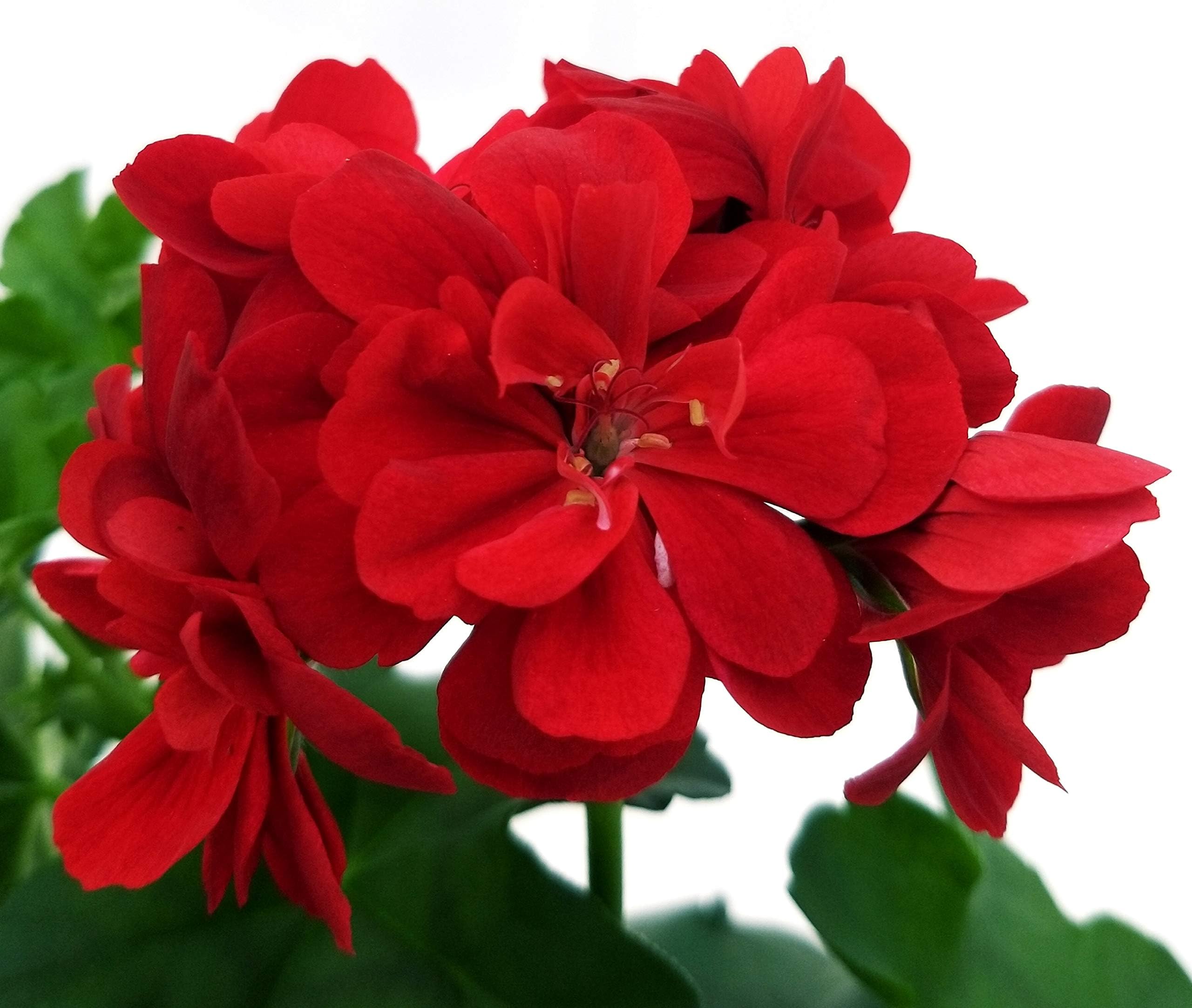 POWERS TO FLOWERS - GERANIO EDERA DOPPIO "HERCULES", PELARGONIUM, 6 PIANTE VASO 14, ROSA-BIANCO-ROSSO, piante vere