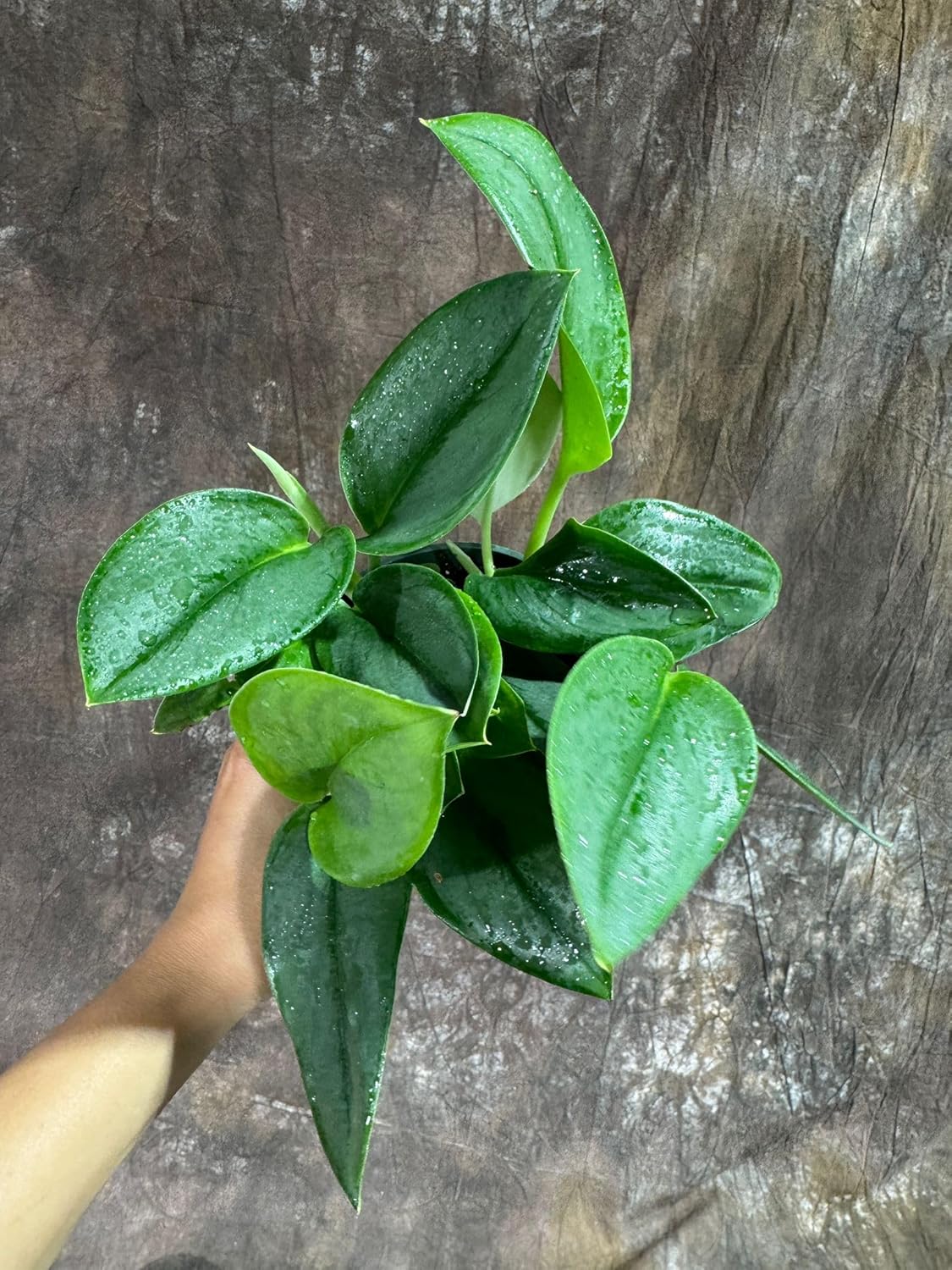 PLANTVERS Scindapsus Treubii ‘Moonlight’ in 4" Grow Pot – Rare Silver-Green Vining Plant – Trailing Indoor Plant - Air Purifying Plant - Tropical Houseplant