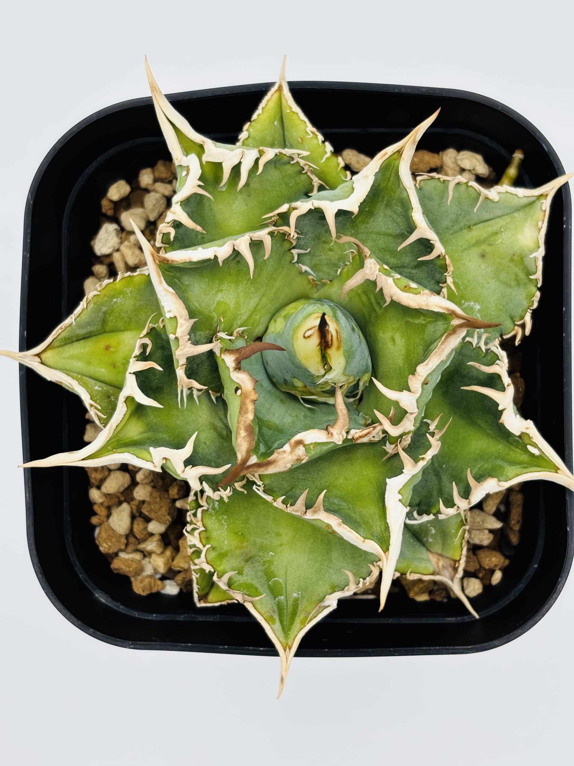 Amazon｜アガベ チタノタ 大白鯊/Agave titanota 'Great White Shark