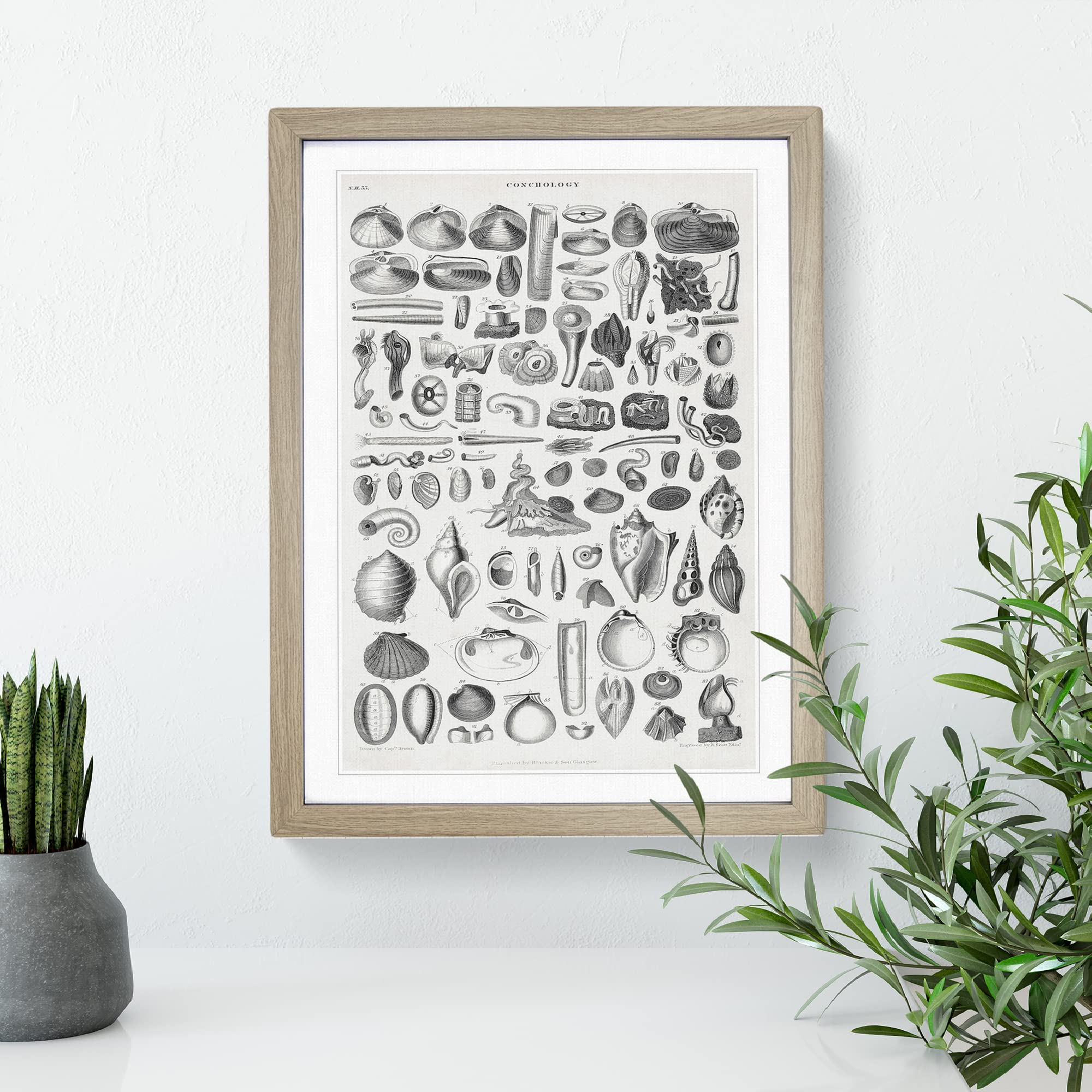 Study Of Mollusk Shells By Oliver Goldsmith Vintage Framed Wall Art Print - Image 2