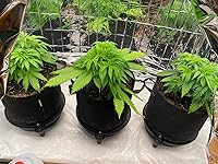 Review Image by Plaster Disaster