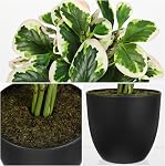 Fake Plants 19.7'' Artificial Potted Plant in Black Pot, Realistic Peperomia Obtusifolia Hanging Plants Indoor for Home Farmhouse Shelf Tabletop Decor