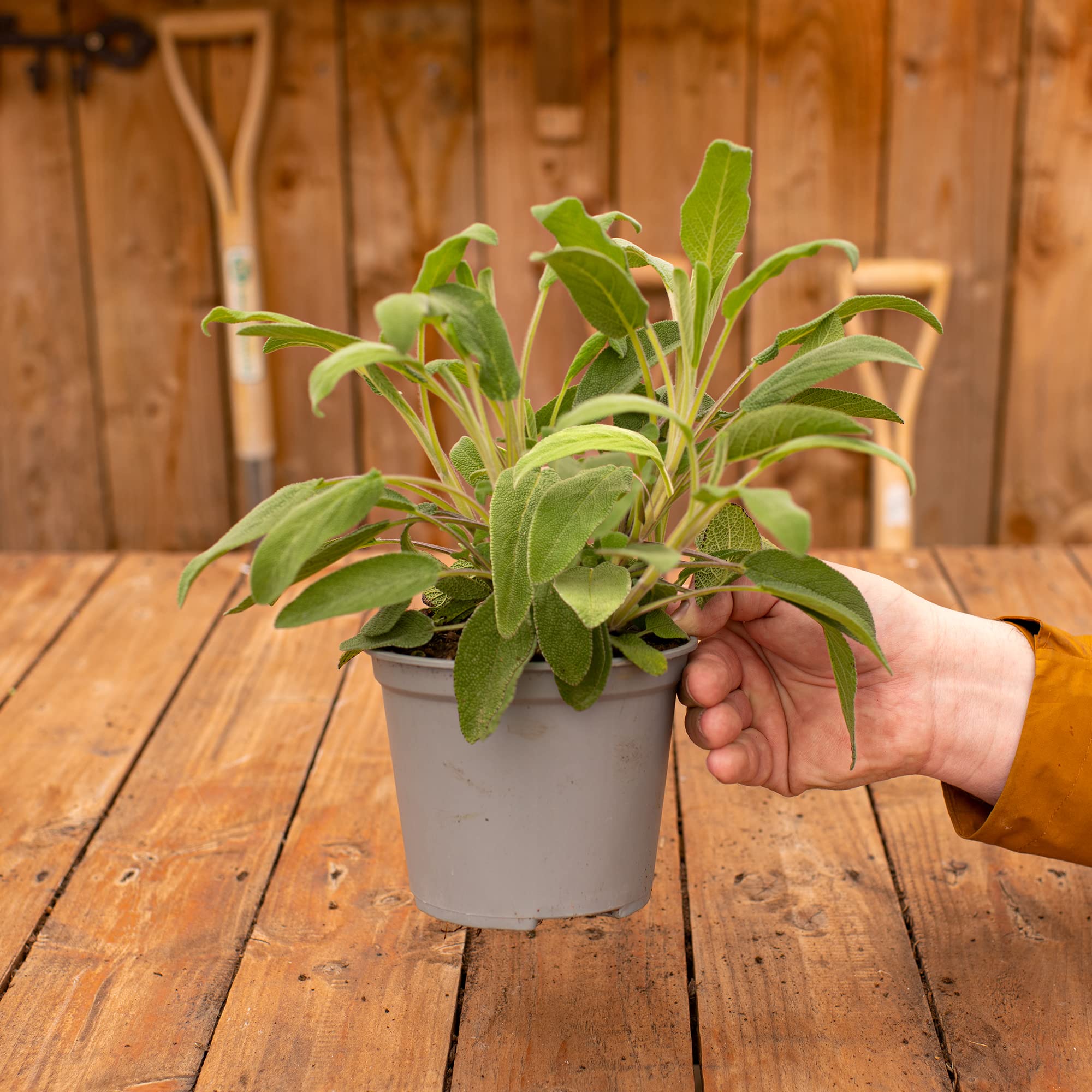 GardenersDream Salvia Officinalis - Evergreen Outdoor Garden Ready Sage Plant - Fresh Aromatic Culinary Herb - Grow Your Own Vegetable Herbs for Kitchen Garden, Pot & Patios (20-30 cm, incl. 14cm Pot)
