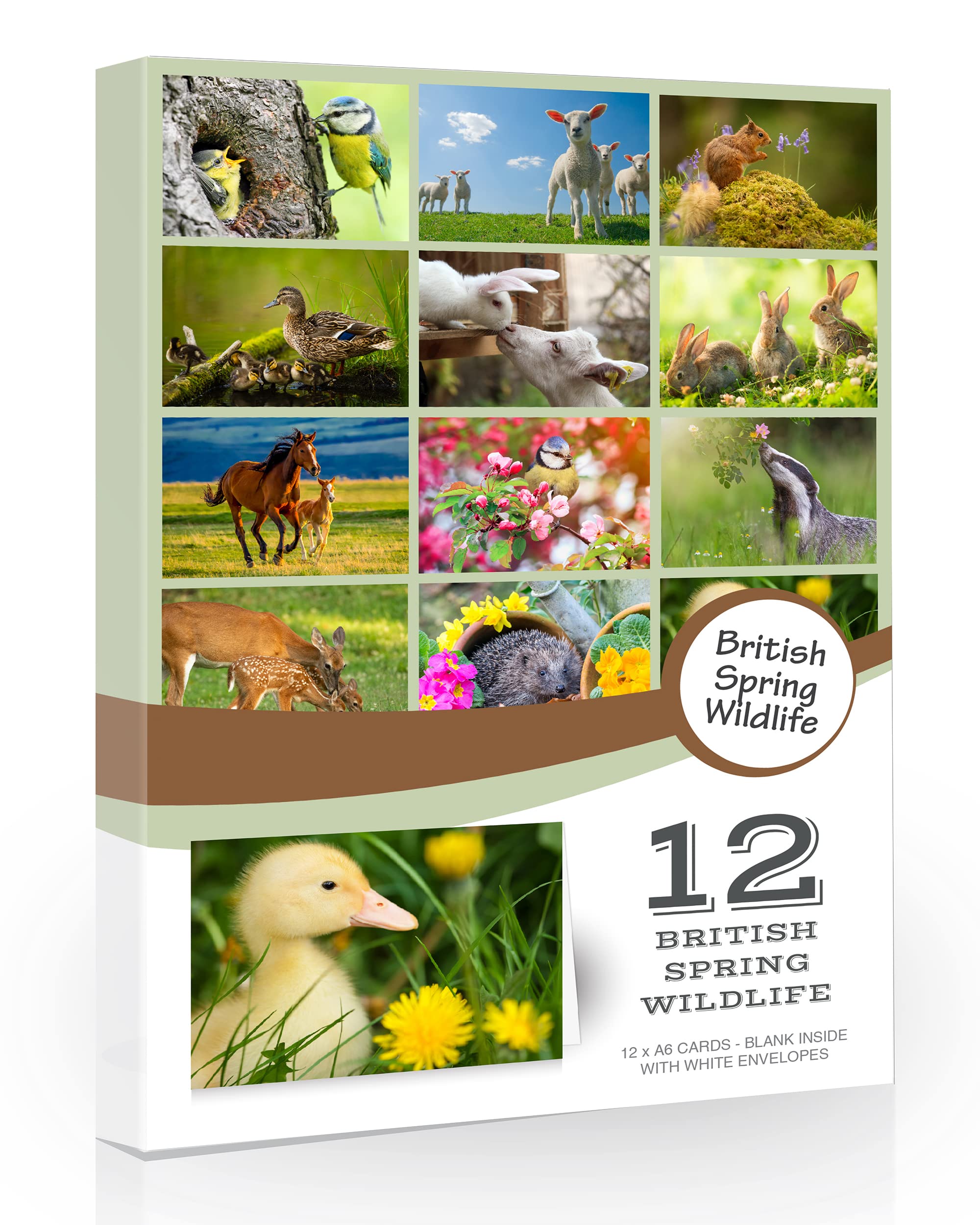 Olivia Samuel 12 x British Spring Wildlife Folding Greeting Cards with Envelopes. Easter Greeting Cards. Spring UK Countryside Collection. Blank Inside for All Occasions
