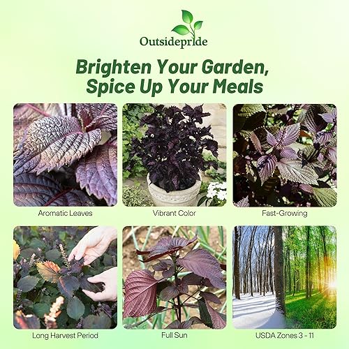 Miniatura 2 de Outsidepride 1000 semillas anuales Perilla Frutescens Planta de carne de res Semillas de jardín de hierbas para plantar