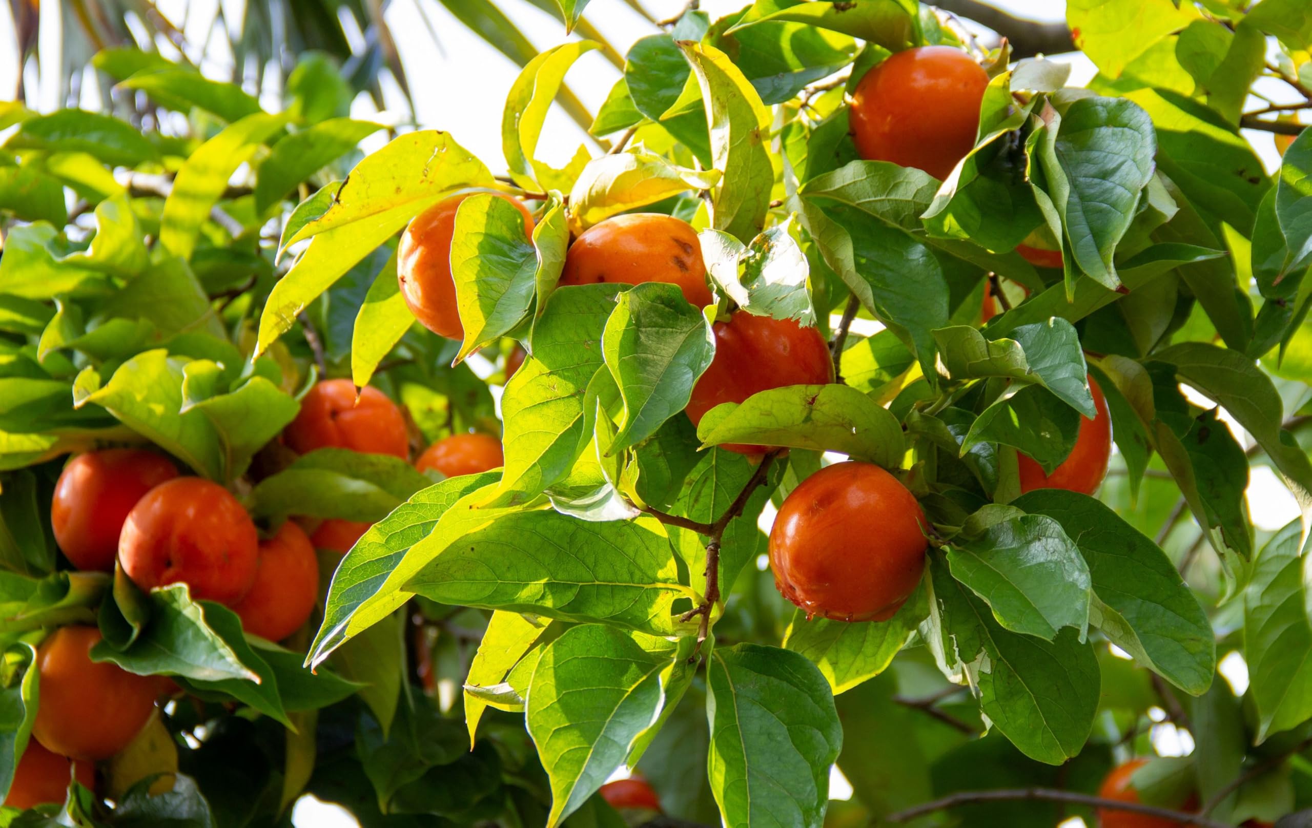 Kaki Baum 160-180 cm Sorte 'Rojo Brilliante' Kakipflaume