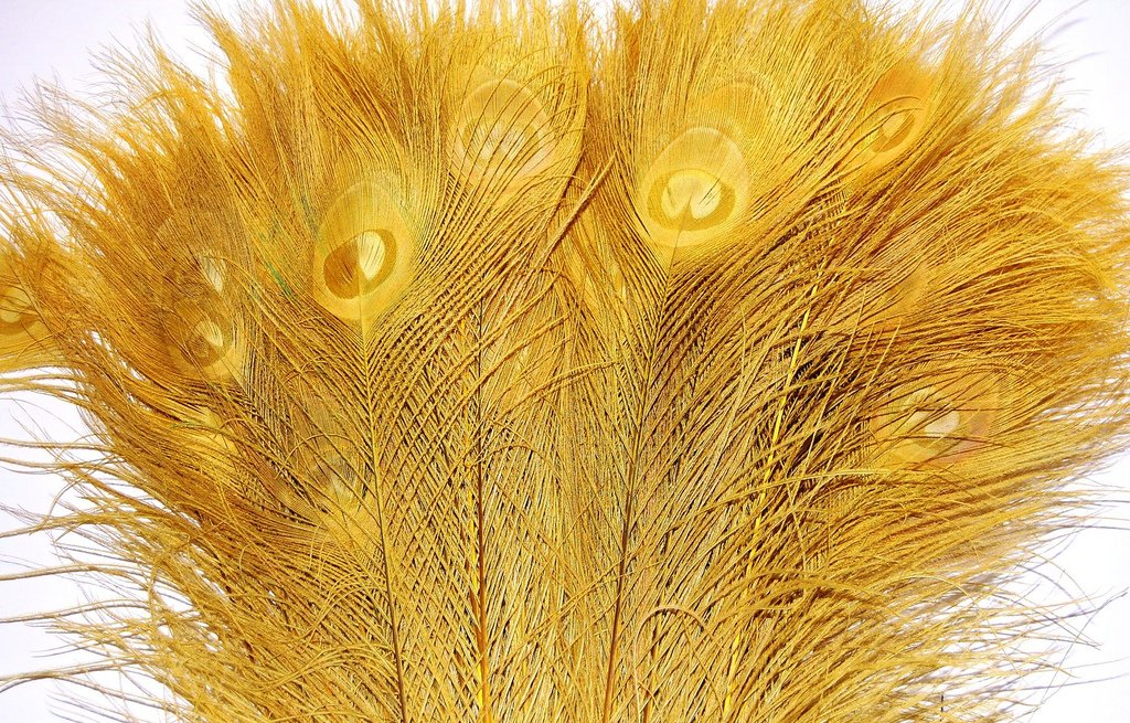 50 Pcs Bleached & Dyed Peacock Feathers 30