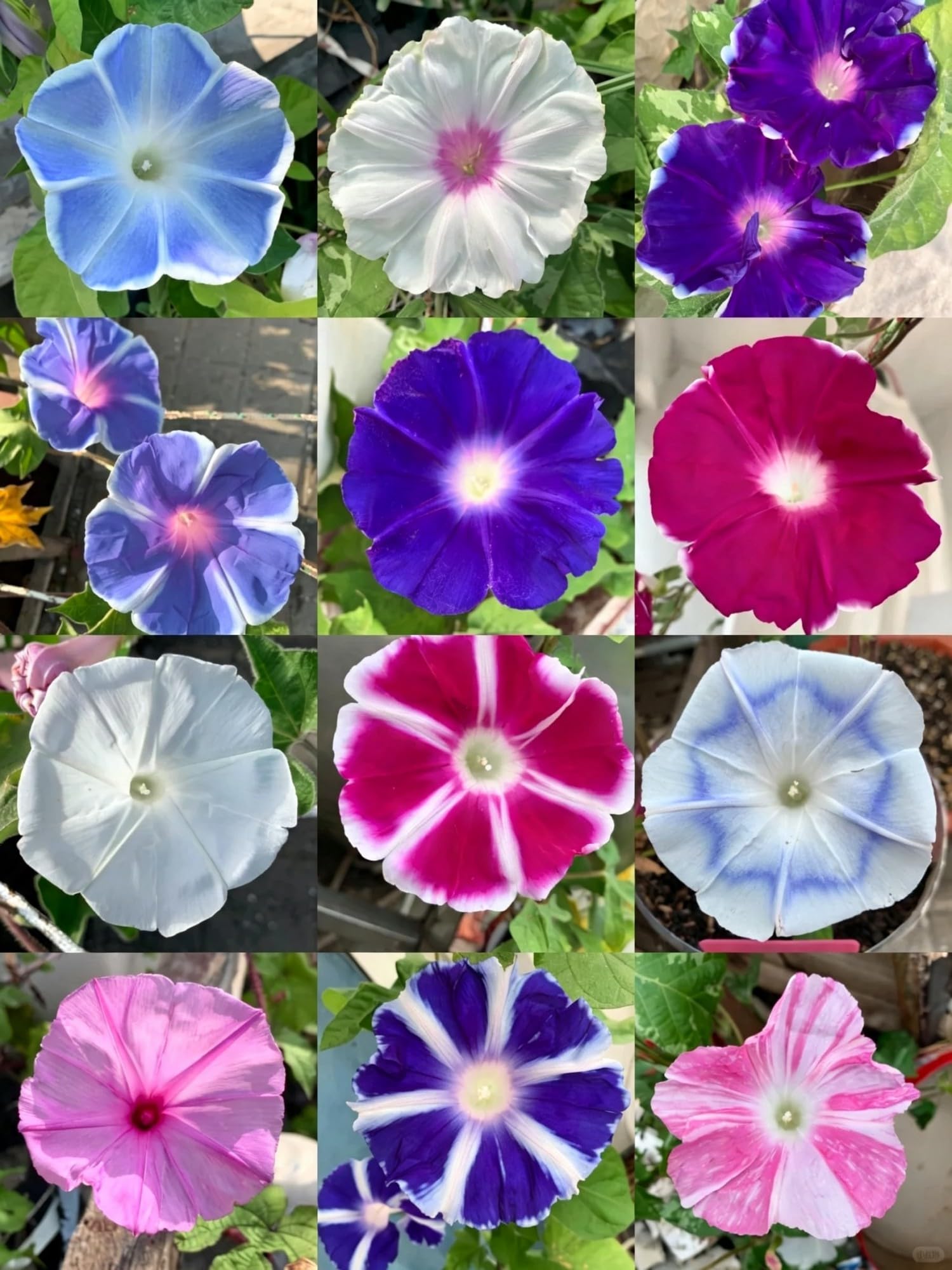 Rare Petunia Seed- Vibrant Floral Display Garden-37500pcs-Y