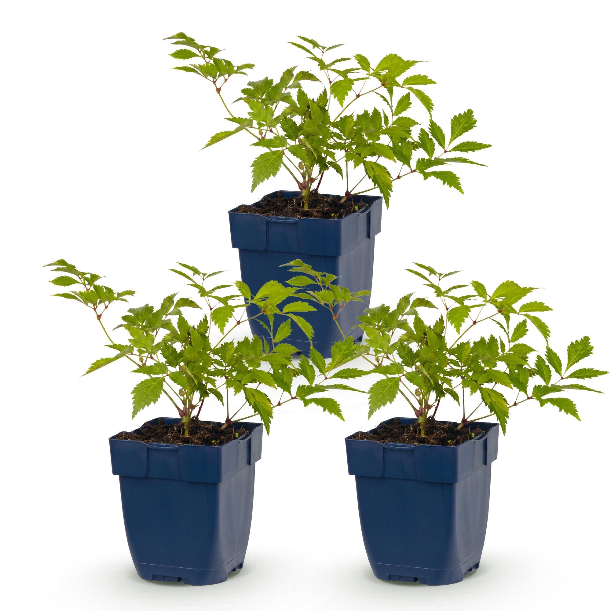 Piante Perenni Astilbe Deutschland da Ombra, Bianco, Set di 3, Vaso 11cm