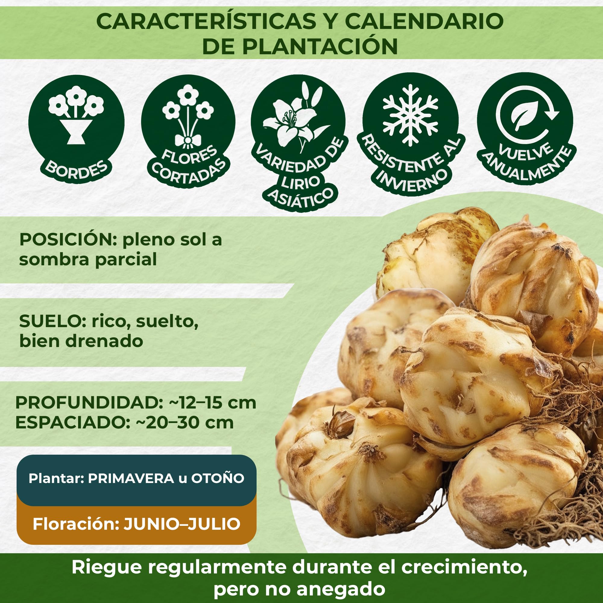 Colección de 15 bulbos de lirio de jardín Matrix, mezcla de 5 variedades, 3 de cada color, bulbos de flores perennes y resistentes al invierno, mezcla de Holanda para jardín y maceta
