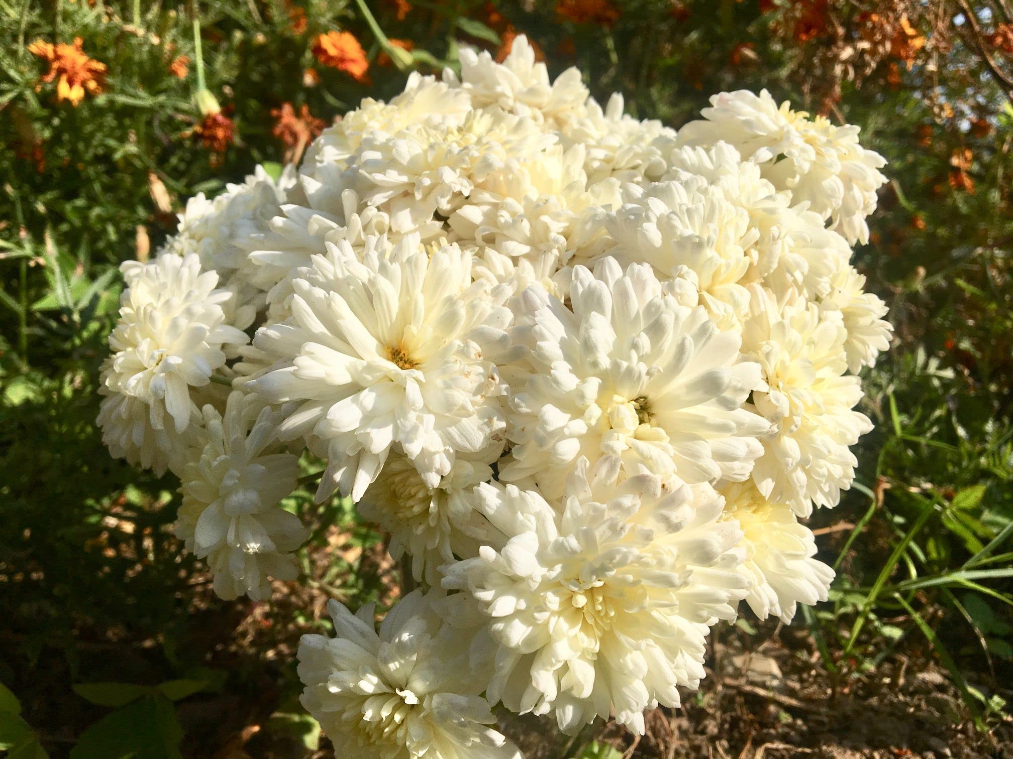 Ekaaksh - Chrysanthemum Flower Seeds / Chrysanthemum Seeds/ Chrysanthemum White/ Guldaudi / Sevanti / Shevanti / Guldaudi / Chrysanthemum Babuna White (B0B727VV2G) Amazon Price History, Amazon Price Tracker