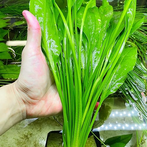 Greenpro Tienda Sword Mother XXL Echinodorus Bleheri - Plantas de acuario vivas de agua dulce en el medio suelo para decoración de peceras