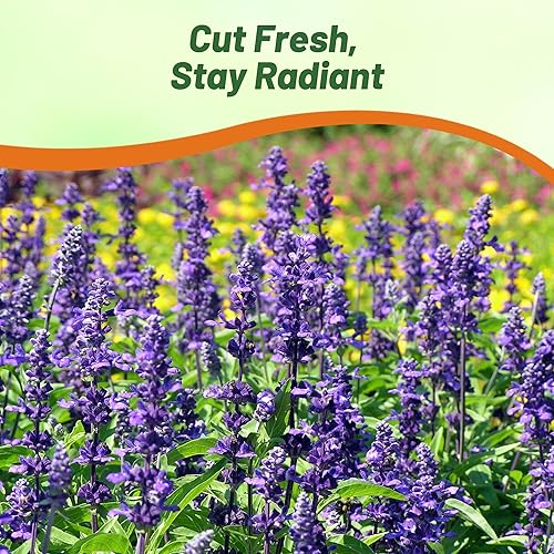 Miniatura 6 de Outsidepride Semillas de salvia clara, 2000 unidades. Semillas de hierbas bienales, fáciles de cultivar y de bajo mantenimiento para plantar flores