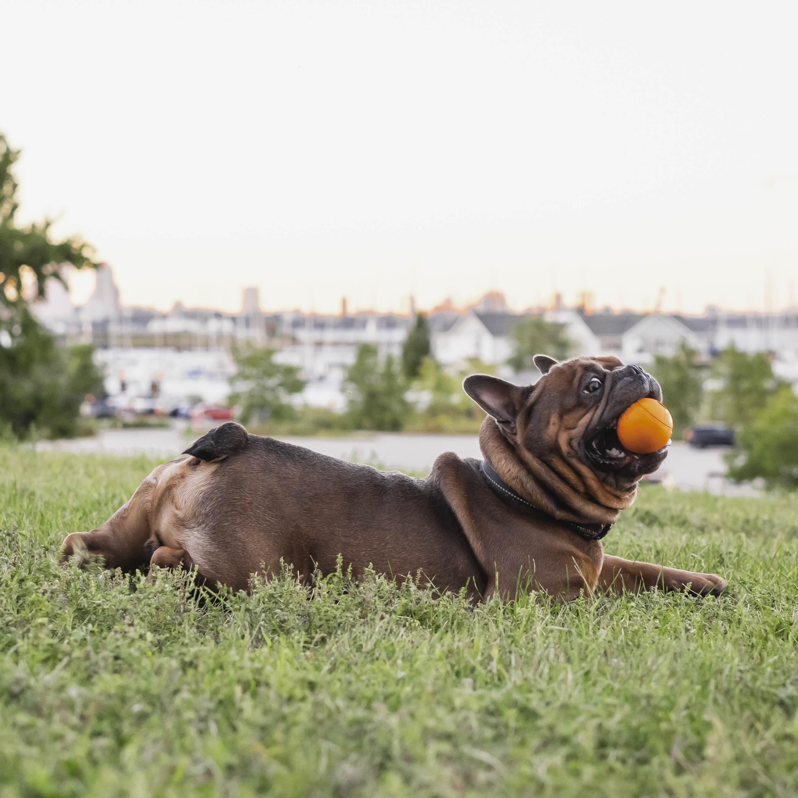 Chew King Palline di gomma per cani da 6,5 pollici con sapore di pancetta da 3 pezzi di razze grandi