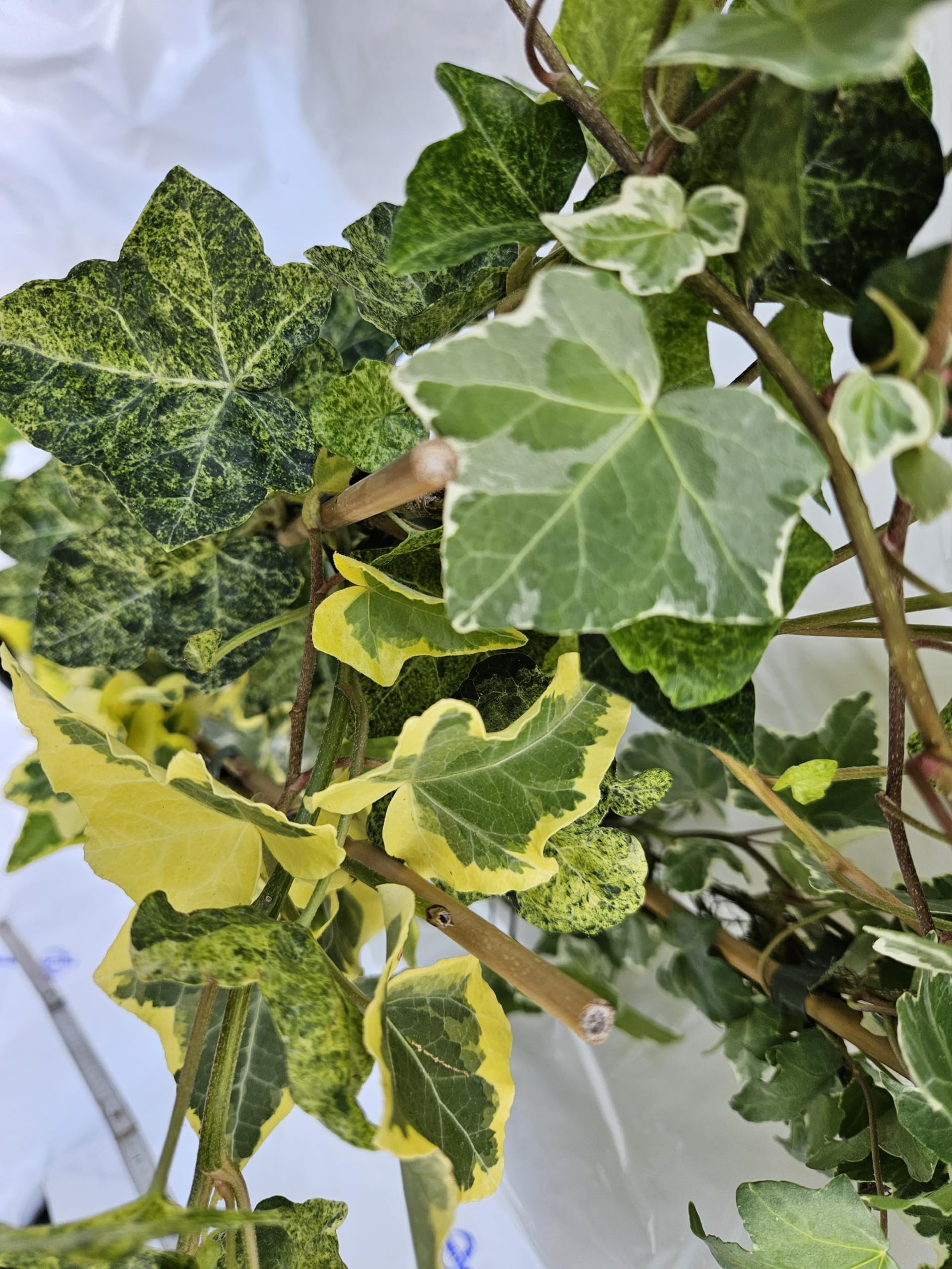Hedera buntlaubig Mix, 3 Tpfe verschiedene buntlaubige Efeu Sorten,  winterhart und immergrn, GRTNERQUALITT, EIGENE PRODUKTION, direkt vom  Erzeuger ...