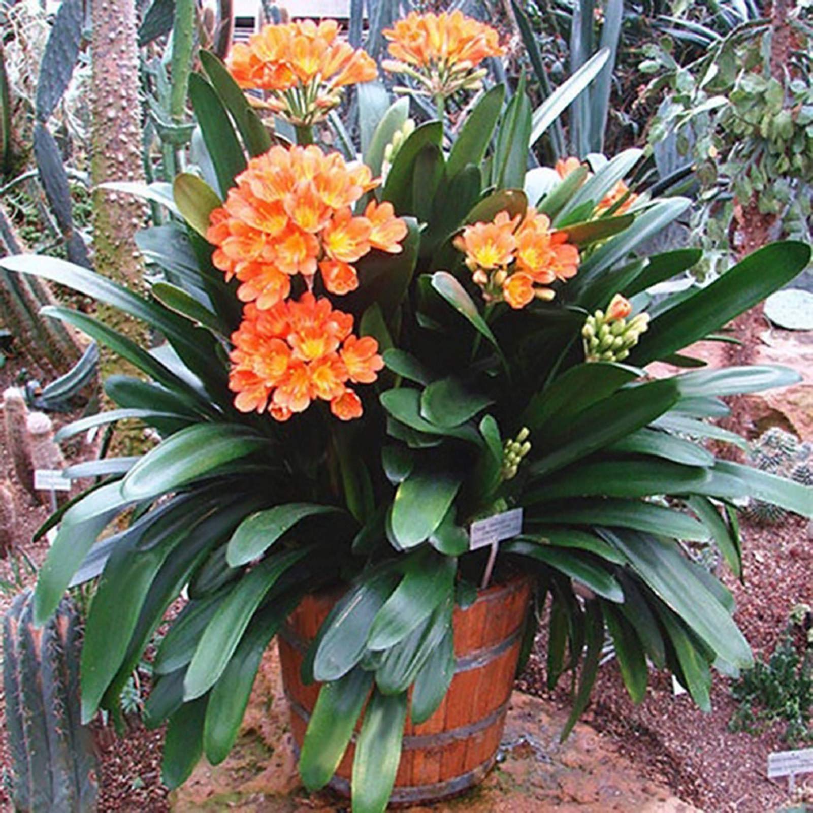 GGOOT Seed for Planting,100Pcs Clivia Seeds Indoor Outdoor Planting Fragrant Blooms Potted Bonsai Flower-Clivia Miniata Seeds