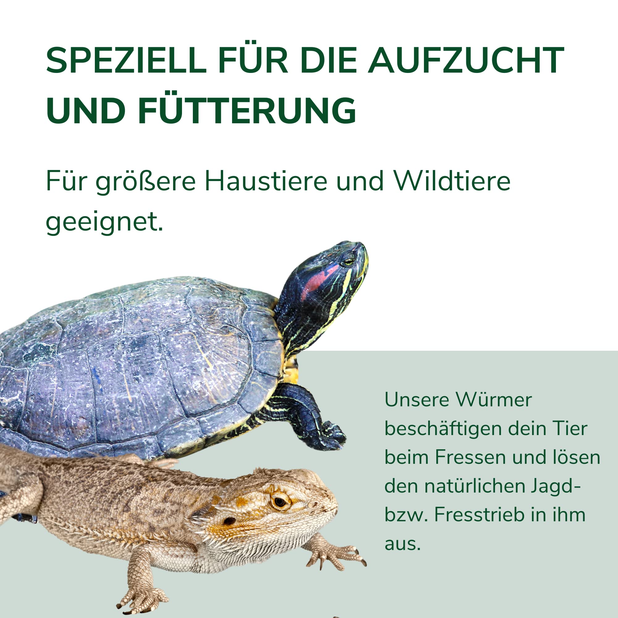 Natursache I Futterwürmer - Groß - für die Aufzucht von Fischen Vögeln Amphibien Reptilien und Säugetieren (100 STK./Box)